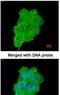 Ubiquitin Recognition Factor In ER Associated Degradation 1 antibody, NBP1-32777, Novus Biologicals, Immunocytochemistry image 
