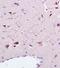 Neural Cell Adhesion Molecule 1 antibody, orb10338, Biorbyt, Immunohistochemistry paraffin image 