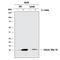 C-X-C Motif Chemokine Ligand 5 antibody, AF254, R&D Systems, Western Blot image 