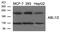 ABL Proto-Oncogene 2, Non-Receptor Tyrosine Kinase antibody, GTX50864, GeneTex, Western Blot image 