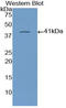 Natriuretic Peptide B antibody, LS-C300313, Lifespan Biosciences, Western Blot image 