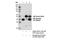 Sodium Voltage-Gated Channel Beta Subunit 2 antibody, 14686S, Cell Signaling Technology, Immunoprecipitation image 