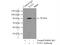 TOX High Mobility Group Box Family Member 2 antibody, 21162-1-AP, Proteintech Group, Immunoprecipitation image 