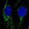 Neuroligin 2 antibody, HPA055321, Atlas Antibodies, Immunocytochemistry image 