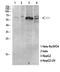MAPK Activated Protein Kinase 5 antibody, A07923T182, Boster Biological Technology, Western Blot image 