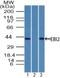 G Protein-Coupled Receptor 183 antibody, NBP2-27352, Novus Biologicals, Western Blot image 