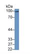 Synaptopodin antibody, MBS2004470, MyBioSource, Western Blot image 