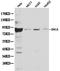 BRCA1 DNA Repair Associated antibody, LS-C192608, Lifespan Biosciences, Western Blot image 