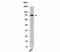 TLR4 Interactor With Leucine Rich Repeats antibody, orb248138, Biorbyt, Western Blot image 