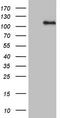 MLLT10 Histone Lysine Methyltransferase DOT1L Cofactor antibody, LS-C340540, Lifespan Biosciences, Western Blot image 