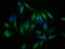 Neuroligin 4 X-Linked antibody, LS-C672223, Lifespan Biosciences, Immunofluorescence image 