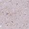 Teneurin-4 antibody, NBP2-57382, Novus Biologicals, Immunohistochemistry frozen image 