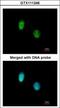 C-Terminal Binding Protein 1 antibody, GTX111246, GeneTex, Immunocytochemistry image 