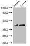 LIM homeobox transcription factor 1-alpha antibody, orb51922, Biorbyt, Western Blot image 