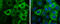 Anterior Gradient 2, Protein Disulphide Isomerase Family Member antibody, GTX634163, GeneTex, Immunofluorescence image 