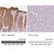 Trefoil Factor 1 antibody, NBP1-90813, Novus Biologicals, Immunohistochemistry paraffin image 