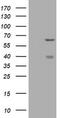 CNKSR Family Member 3 antibody, TA504737AM, Origene, Western Blot image 