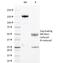 Major Histocompatibility Complex, Class II, DR Alpha antibody, 33-393, ProSci, Western Blot image 