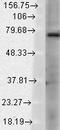 Transient Receptor Potential Cation Channel Subfamily V Member 3 antibody, LS-C227745, Lifespan Biosciences, Western Blot image 