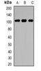 TTK Protein Kinase antibody, orb382098, Biorbyt, Western Blot image 