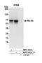 RIC8 Guanine Nucleotide Exchange Factor A antibody, NBP2-36536, Novus Biologicals, Western Blot image 