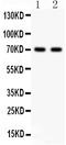 Sex Hormone Binding Globulin antibody, PB9326, Boster Biological Technology, Western Blot image 