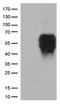 B And T Lymphocyte Associated antibody, LS-C796401, Lifespan Biosciences, Western Blot image 