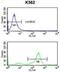 Tetraspanin 2 antibody, abx034323, Abbexa, Western Blot image 