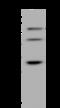 Tigger Transposable Element Derived 4 antibody, 205640-T32, Sino Biological, Western Blot image 
