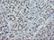 THAP Domain Containing 6 antibody, LS-C175209, Lifespan Biosciences, Immunohistochemistry paraffin image 