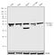 Wnt Family Member 2B antibody, 710888, Invitrogen Antibodies, Western Blot image 