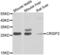 Cysteine Rich Secretory Protein 2 antibody, LS-C349042, Lifespan Biosciences, Western Blot image 