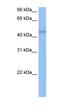 RNA Binding Motif Protein 48 antibody, orb324929, Biorbyt, Western Blot image 