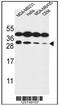 Syntaxin 10 antibody, AP54085PU-N, Origene, Western Blot image 