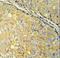 Succinate Dehydrogenase Complex Assembly Factor 1 antibody, LS-C168915, Lifespan Biosciences, Immunohistochemistry paraffin image 