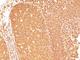 CD45RB antibody, NBP2-44855, Novus Biologicals, Immunohistochemistry frozen image 