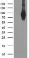 Phosphodiesterase 4B antibody, TA503532, Origene, Western Blot image 