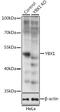 Y-Box Binding Protein 1 antibody, GTX64401, GeneTex, Western Blot image 