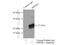 Desumoylating Isopeptidase 2 antibody, 20517-1-AP, Proteintech Group, Immunoprecipitation image 