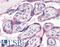 Adenosine A2a Receptor antibody, LS-B3067, Lifespan Biosciences, Immunohistochemistry frozen image 