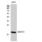 Microsomal Glutathione S-Transferase 2 antibody, LS-C384523, Lifespan Biosciences, Western Blot image 