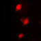 Cycb antibody, LS-C351953, Lifespan Biosciences, Immunofluorescence image 