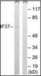 Eukaryotic Translation Initiation Factor 3 Subunit D antibody, orb94885, Biorbyt, Western Blot image 