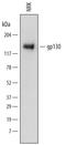 Interleukin 6 Signal Transducer antibody, MAB5029, R&D Systems, Western Blot image 