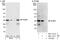 Polyglutamine Binding Protein 1 antibody, NBP1-47270, Novus Biologicals, Western Blot image 