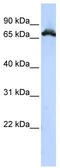 Ribonucleoprotein PTB-binding 1 antibody, TA343976, Origene, Western Blot image 