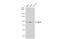 MutL Homolog 1 antibody, GTX01140, GeneTex, Western Blot image 
