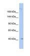 Kinesin-like protein KIF1A antibody, orb324498, Biorbyt, Western Blot image 