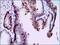 Short palate, lung and nasal epithelium carcinoma-associated protein 2 antibody, NBP2-37493, Novus Biologicals, Immunohistochemistry frozen image 