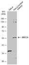 X-Ray Repair Cross Complementing 4 antibody, NBP1-30878, Novus Biologicals, Western Blot image 